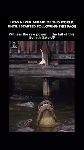 Wild Horizon on Instagram: "A Goliath alligator’s tail is so powerful that it can launch its body out of the water like a rocket, smashing prey or surprising anything nearby. That tail isn’t just for swimming-it’s a weapon, a launcher, and a balance tool all in one. Imagine the force it can generate in a single swipe! . Follow us (@wild.horizonn ) for more. . . . #trendingreels #didyouknow #mindblowing #nature #forest #unexplored #earth #viral #explore #facts #usa #goliath #alligators#wildlife"