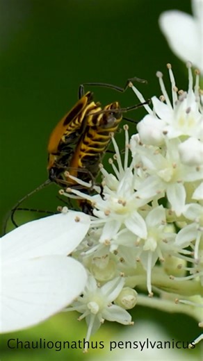 Zombie Beetles Mating #zombie #wildlife #beetles
