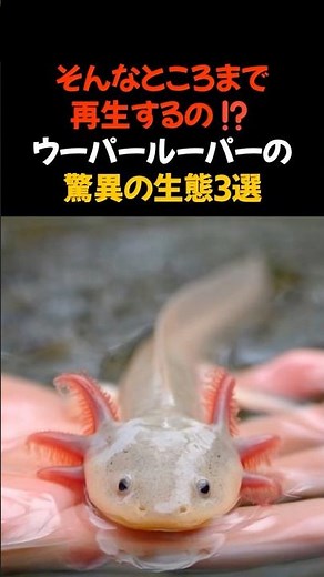 ウーパールーパーの驚異の生態 #雑学 #トリビア #動物 #豆知識 #ショート ＃面白い