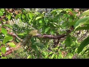 Treatment for gray mold on fruit trees exposed to rain during the flowering season