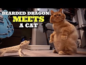 My Bearded Dragons React To A Cat! TOO CUTE!!