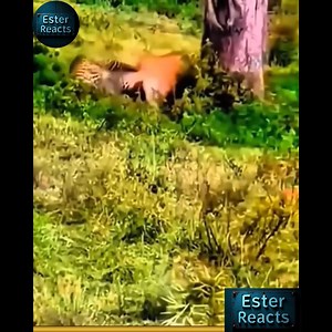 34K views · 48 reactions | Most unbeliveable moments caught on camera | Fun club | Facebook