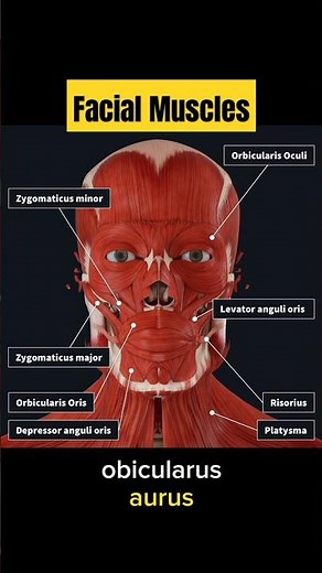 Facial muscle names and functions. #muscle #anatomy #medicine