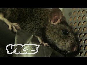 These ‘Super Rats’ are Immune to Poison