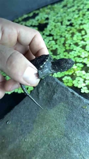 Waking Up My Baby Snapping Turtle