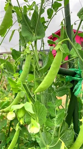 Here are some pictures of sweet peas – big, plump, delicious-looking pods that are perfect for gr...