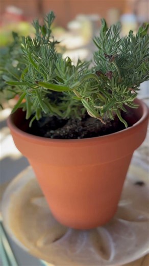 #lavender #gardening #howtoplant #backyardgardening #homesteadlife #nature #viralvideo