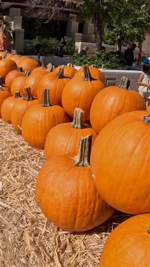 Join us for Peoria Main Library’s annual Library Fall Fest — a fun, free event for the whole family! 📅 Saturday, October 18, 2025 🕙 10:00 a.m. – 1:00 p.m. 📍 Peoria Main Library 8463 W Monroe St, Peoria, AZ 85345 What’s happening: 🦎 Jungle Jill with her amazing reptiles 🍦 Culver’s ice cream giveaway 🎈 Balloon twisters & kids crafts 🎃 Free pumpkins & fall photo backdrops 🎯 Fall Bingo, scavenger hunt & games 🏰 Bounce houses 🚚 Food trucks & community partners 👻 Costume Contest (all ages w