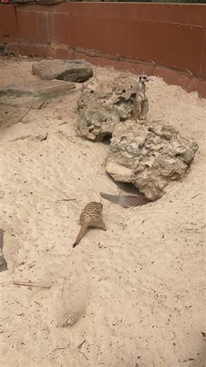 Kids Share Hilarious Moments at the Zoo