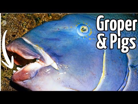 Catching Brawling Groper & Drummer In The Suds!