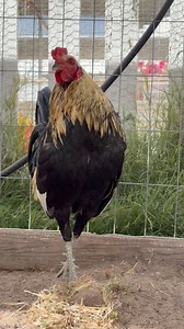 15K views · 1K reactions | Hecho en casa  | Criadero Blackjack Oficial | Facebook