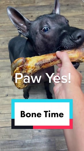 Maximos first Bone 🦴 #xolo #xoloitzcuintli #xoloitzcuintle #pets #dog #dogsoftiktok #animals #fyp #fypシ #followme #bone #akc #followme #cutedog