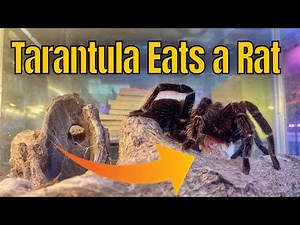 Tarantula Eating a Rat