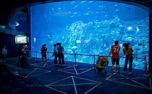 Akwarium ma być smart. Bydgoski startup podbija dalekie rynki