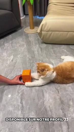 Un jouet pour chats qui stimule leur instinct de chasse