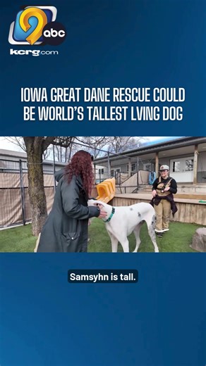 A rescue dog in the Cedar Falls area is in the running to be the tallest living dog in the world. (#news #fyp #kcrg #iowa #dogsoftiktok #dogtok #dogs #cutedogs)
