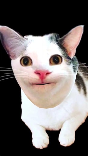 bantu like guys #funny #cat