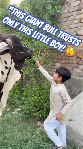 Little Boy Feeding a Giant Bull 🐂❤️ | Amazing Bond Between Kid & Bull #shorts