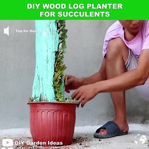 27K views · 410 reactions | 鹿 How to make coolest wood log planter for succulents?  Take advantage of old logs to make this planter, you just need to drill a groove in the middle of the trees. Then mix the soil as a substrate for the tree (coir and stone). Easy but cool right? Have fun! ----------- Credit: DIY Garden Ideas | From Planty Life   HAPPY GARDENING | Indoor Plants Advisors | Facebook