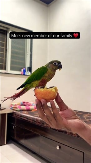 Our new pet - Buba the parrot♥️ #explore #shorts #viral #birds