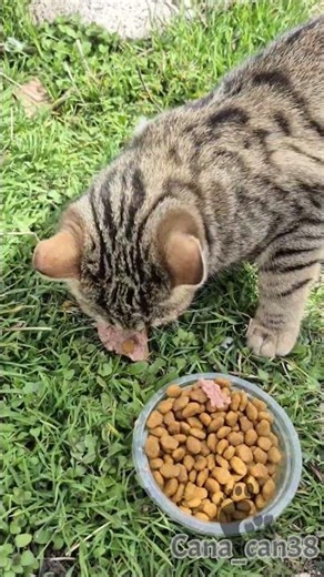 Dünya malı #cats #pazartesi #kedi #katze #gato #asmr #बिल्ली #猫 #dua #destek #keşfet #merhamet