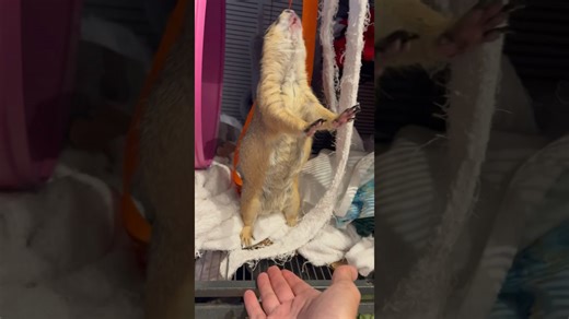 Prairie Dog’s Bark is Small but Full of Energy