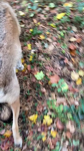 Волк Чавес на TikTok