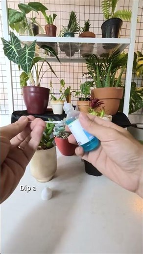 How to treat scale insects on succulents 🌵#succulents #succulentcare #pest #insects #shorts