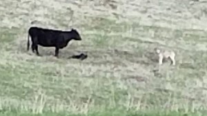 Oregon to permit rancher to kill two wolves after calves injured, killed