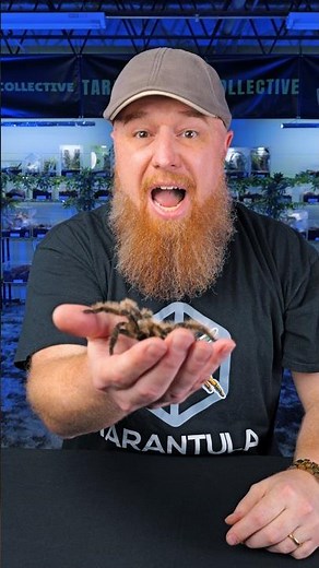 The Curly Hair Tarantula is a must have pet! Tliltocatl albopilosus #tarantula #spider #animals