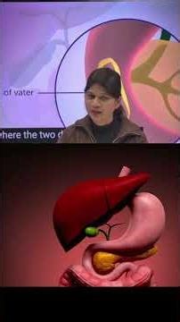 pancreas hormones: gland Function Endocrinology | Insulin resistance | Glucagon & Somatostatin #neet