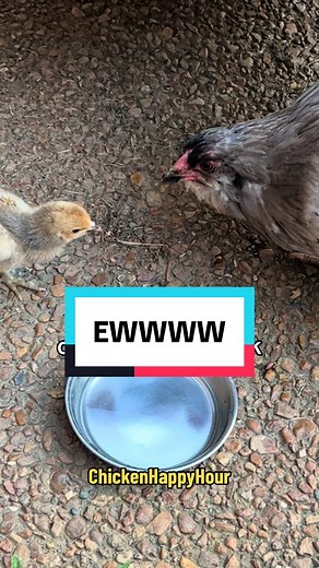 Funny Chicken Shenanigans