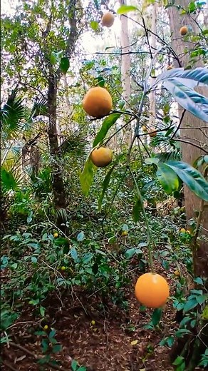 🍊 Bitter Orange Growing in the Wild 🌴 Florida, USA 🗽 #orange #florida