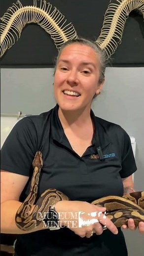 Python v. Boa