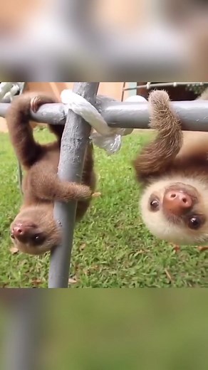 Sloth Dance Moves | Jumanji Challenge Compilation