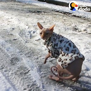 Hairless cat's first snow day 🙀❄️ | The Dodo