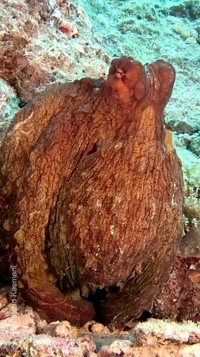 74K views · 420 reactions | What aspect of octopus intelligence...