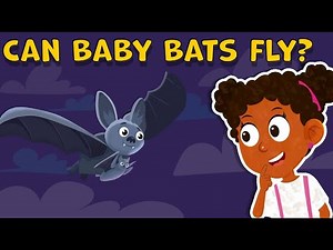 I Wonder Can Baby Bats Fly | Fun Facts about Baby Bats | Baby Bats Facts for Kids | Animals Facts