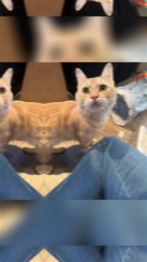 Hey everyone, meet Flynn! 🐾 Not our normal cup of tea but, this sweet little guy was left at one of our board member’s homes, and we just couldn’t leave him out in the cold because he’s clearly someone’s beloved cat. 💖 Flynn is the sweetest soul—he just wants love, cuddles, and some quality time with a special person. 🥰 He’s super chill, loves car rides 🚗, adores meeting new people, and never gets scared. Around 3 years old, Flynn has an enlarged heart ❤️, so he’d do best in a calm, loving h