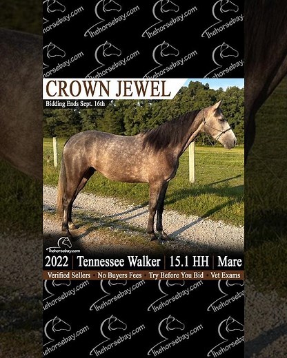 Blue Roan Tennessee Walking Horse Mare | Thehorsebay.com