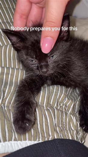 The Love for Bats: A Unique Pet Adventure