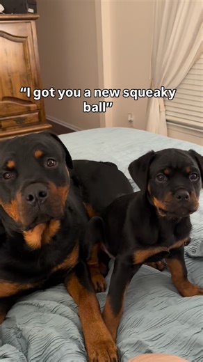 Dallas and Ruby the Rottties on Instagram: "Can you relate to that new squeaky ball feeling 🎾 #puppy #rottweilers_of_instagram #rottweilerpuppy #rottie #rotty #rottweilersofinstagram #puppiesofinstagram #puppylove #dogsofinstagram #doglife #doglover #doglovers #rottiesofinstagram #cutepuppies #puppymom #puppy #cutedog #dogmom #dogmomsofinstagram #puppers #rottwelerlove #rottweiler_post #rottiemom #rottiemama"