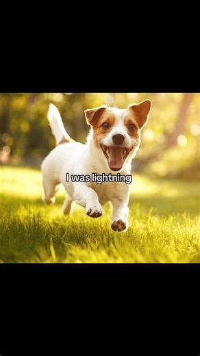 Funny Dog Moments and Lightning Thunder Fun