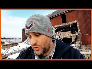 The Heifers Fell 12 or 15 Feet (Vermont Farm Story)