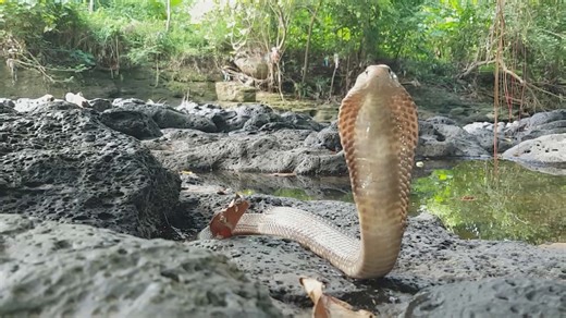 Javan spitting cobra encounter
