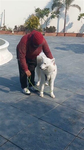 Kyo ki kyut ho yaar tm log 👶 #dog #petlove #viralvideo #pets #viral #shorts #shortvideo #love #viral