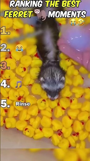 Best Ferret Moments Ever 😍🐾 | Funny, Cute & Crazy Ferret Compilation 2025