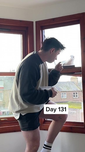 Day 131 of feeding my pet seagull to gain his trust - today we finished planning stevens new platform and gave a lil boopie 🥺 #fyp #foryou #seagull