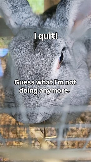 Feeding greens (weeds) to our rabbits. Because everyone needs a seasonal break - and this is part of mine! With the changing of the seasons, weed growth has substantially slowed. Any remaining warm season weeds will soon be killed off by the cold weather and it will take some time for cool season weeds to start showing themselves in our gardens. It’s getting harder and harder to fill a 5 gallon bucket from daily weeding to feed our rabbits. So, over the last week, I transitioned the rabbits from