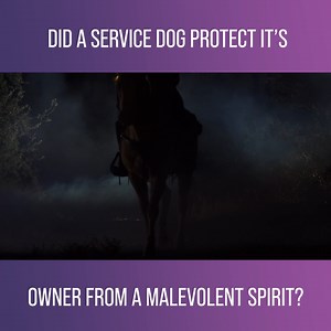 23K views · 917 reactions | During a past ghost hunt, Victoria's service dog refused to let her get near certain areas on the grounds. Now she is back with the Ghost Adventure team, to see if it was a fluke or if her dog picks up on the same vibes, once again. Watch more Ghost Adventures on discovery+: https://bit.ly/3iAxVxU | Love Paranormal | Facebook